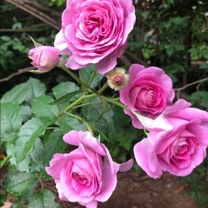 Meet your Posher, Latoya